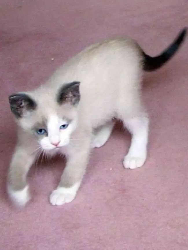 猫咪换牙旧的没掉——探索猫咪换牙的秘密